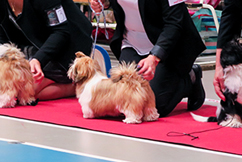 Utställning Tibethund