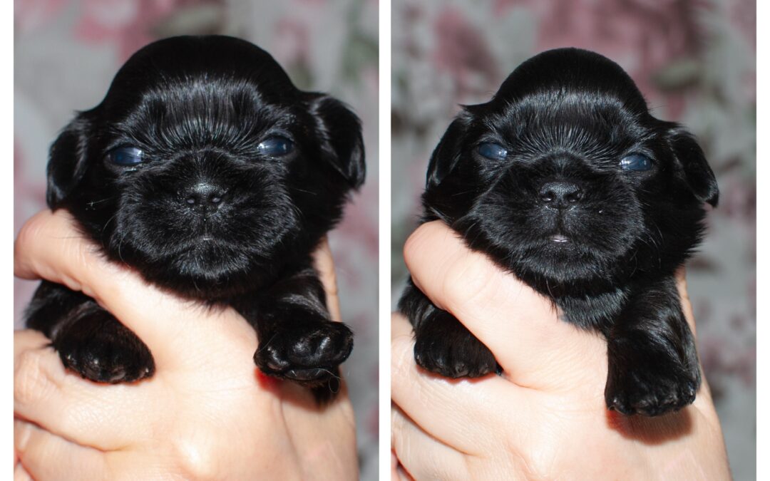 Valparna fyller 2 veckor!